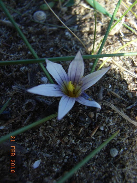 Romulea rollii